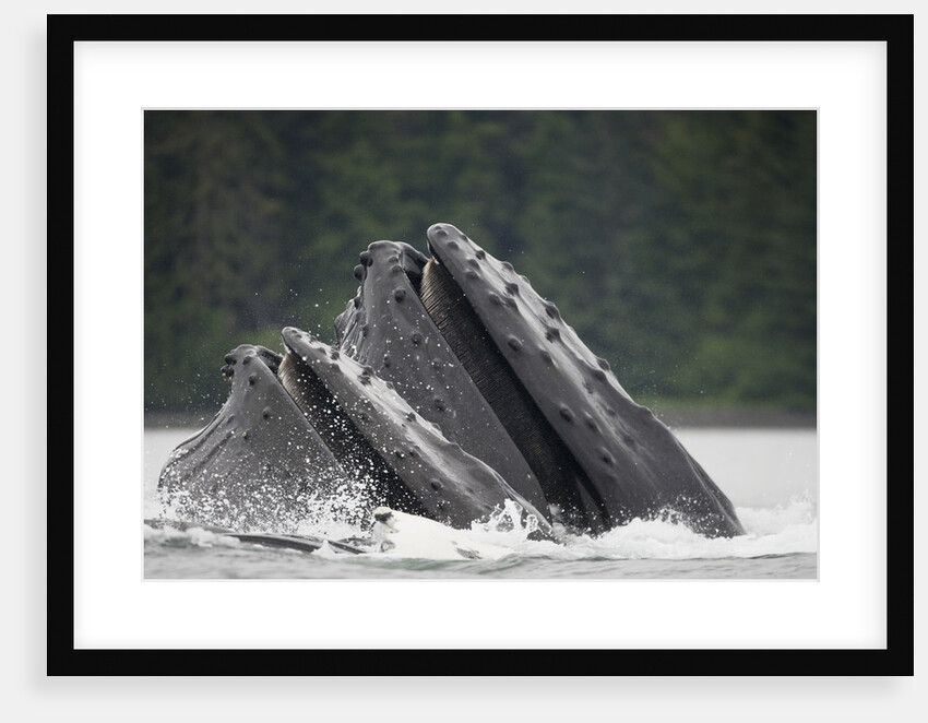 Humpback Whales Feeding in Frederick Sound by Anonymous