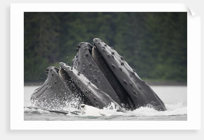 Humpback Whales Feeding in Frederick Sound by Anonymous