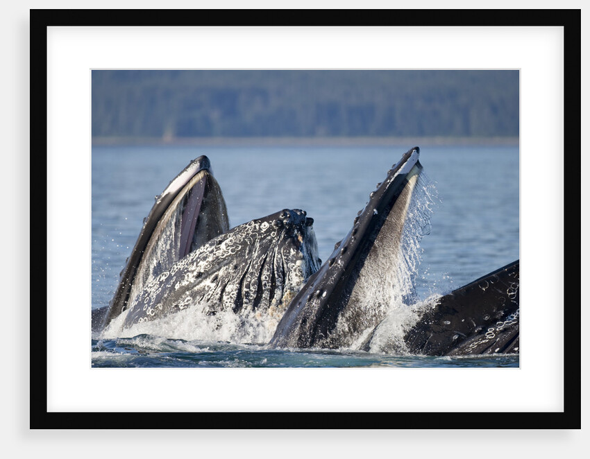 Humpback Whales Feeding in Icy Strait by Anonymous