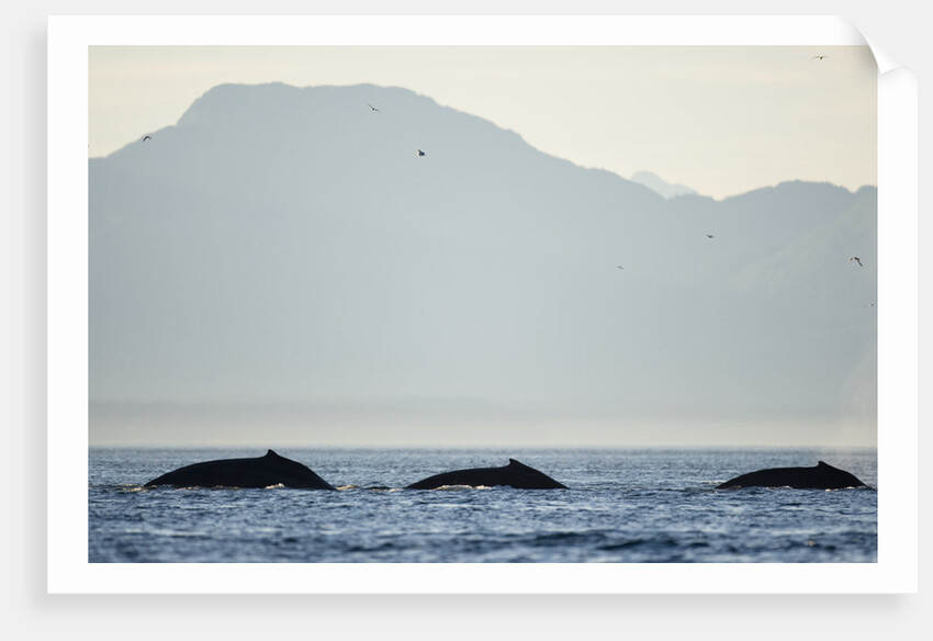 Humpback Whales Feeding Along Point Adolphus at Sunset by Anonymous
