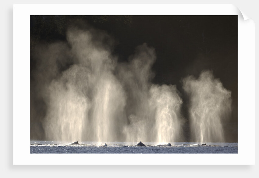 Humpback Whales Spouting While Feeding in Chatham Strait by Anonymous