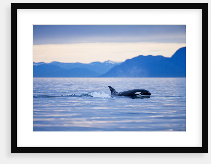 Orca or Killer Whale in Frederick Sound by Anonymous