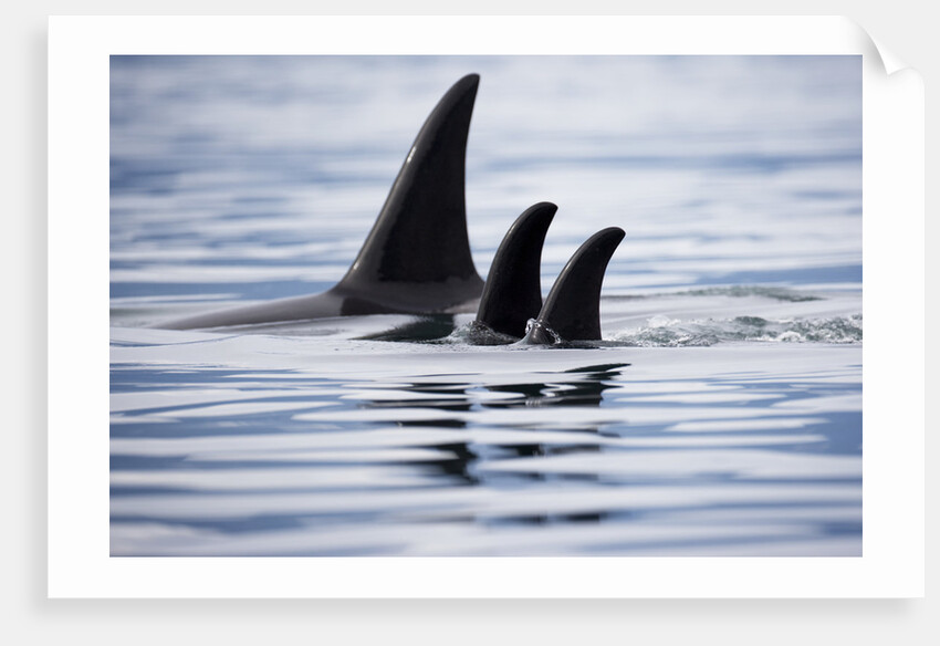 Pod of Orca Whales in Stephens Passage by Anonymous