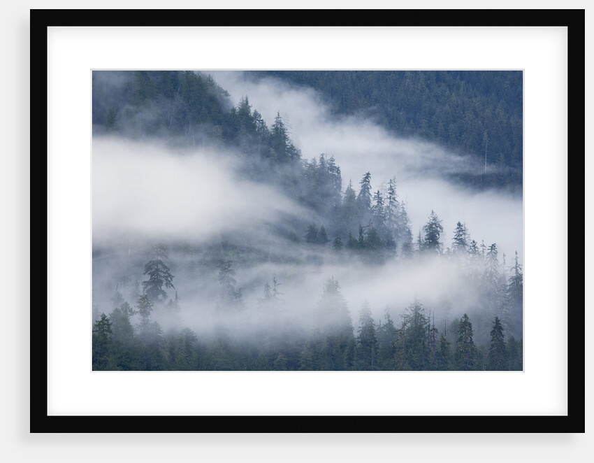 Fog Rolls Through Forest in Misty Fjords National Monument by Anonymous