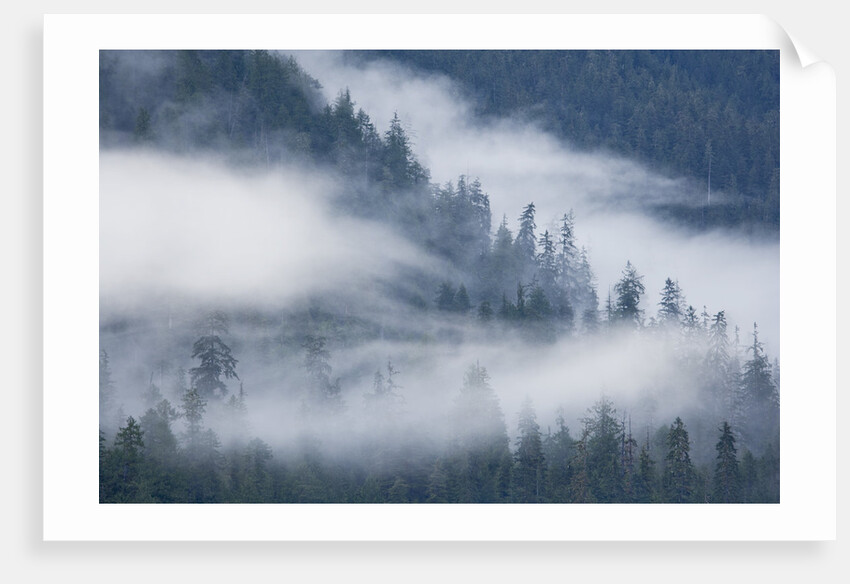 Fog Rolls Through Forest in Misty Fjords National Monument by Anonymous