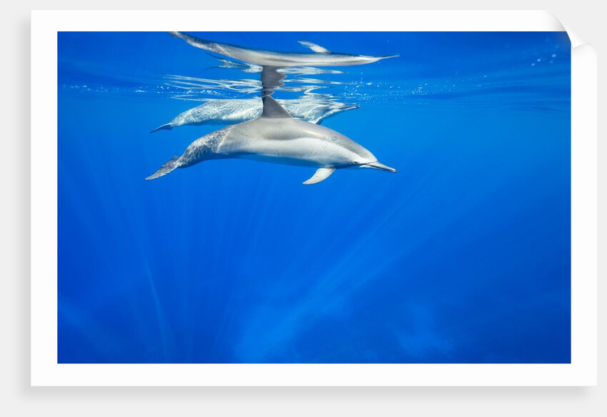 Spinner Dolphins Underwater Along Hawaii's Kona Coast by Anonymous