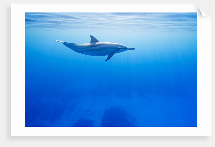 Spinner Dolphin Underwater on Hawaii's Kona Coast by Anonymous