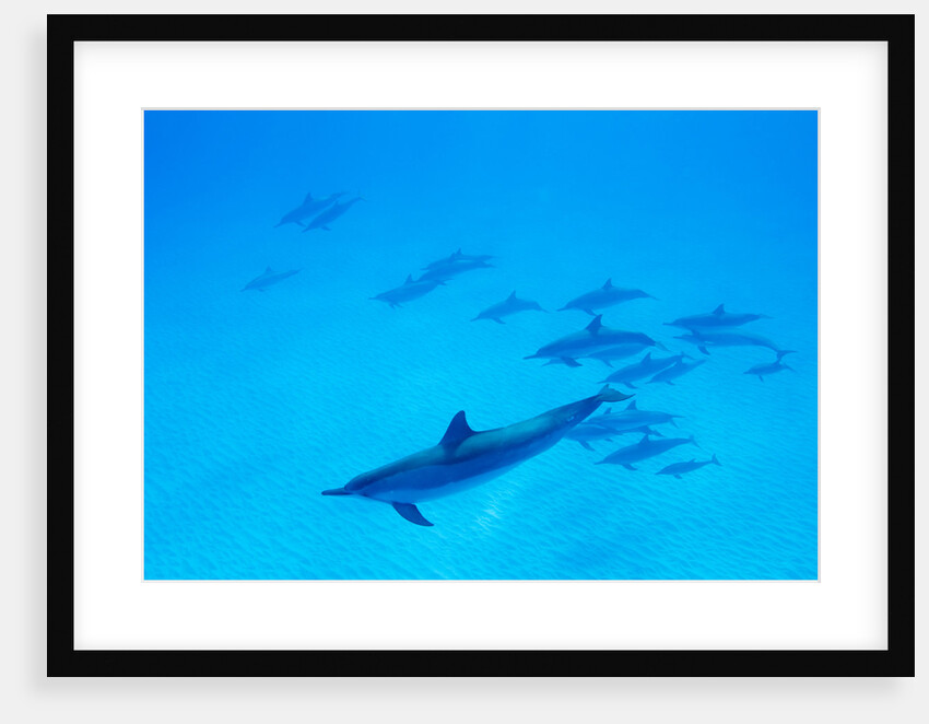 School of Spinner Dolphins on Hawaii's Kona Coast by Anonymous