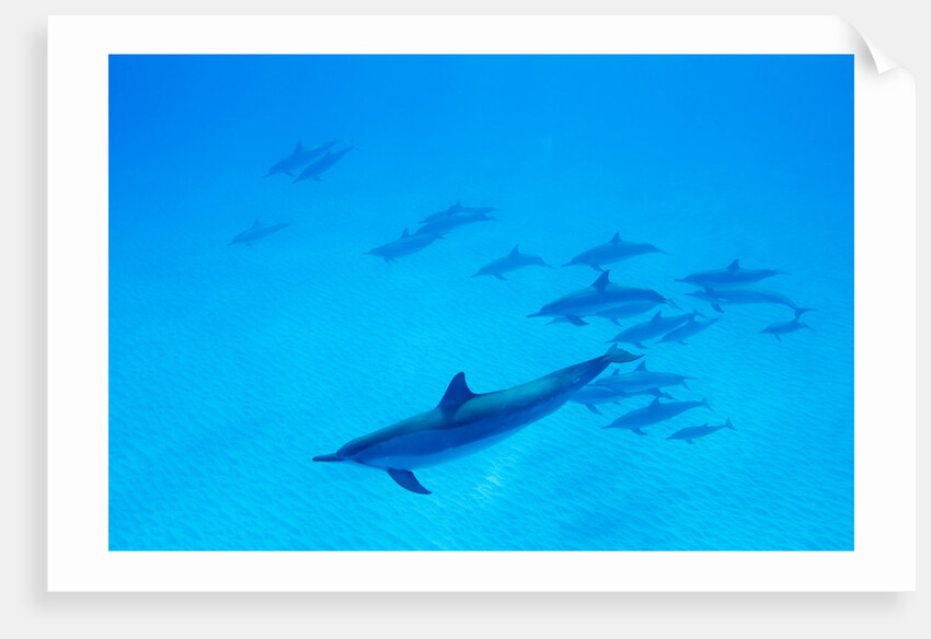 School of Spinner Dolphins on Hawaii's Kona Coast by Anonymous