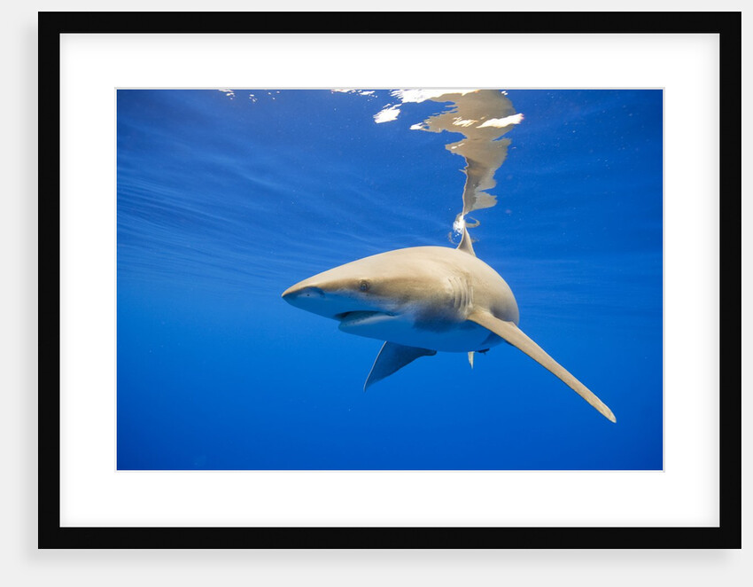 Oceanic Whitetip Shark, Hawaii by Anonymous