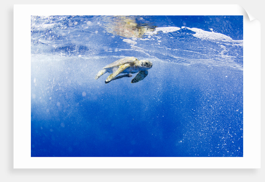 Underwater View of Green Sea Turtle in Hawaii by Anonymous