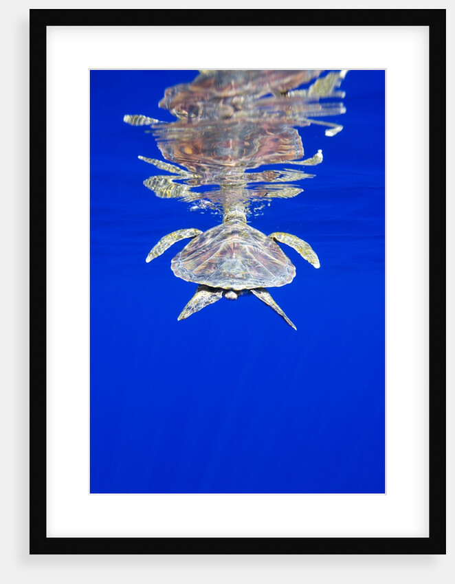 Endangered Green Turtle in Hawaii by Anonymous