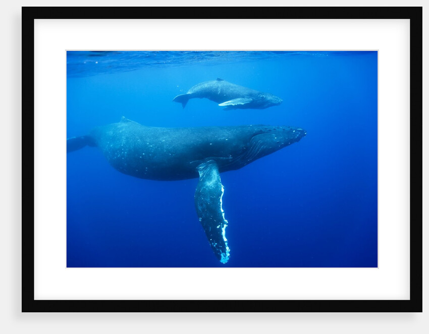 Humpback Whale Cow and Calf Underwater by Anonymous