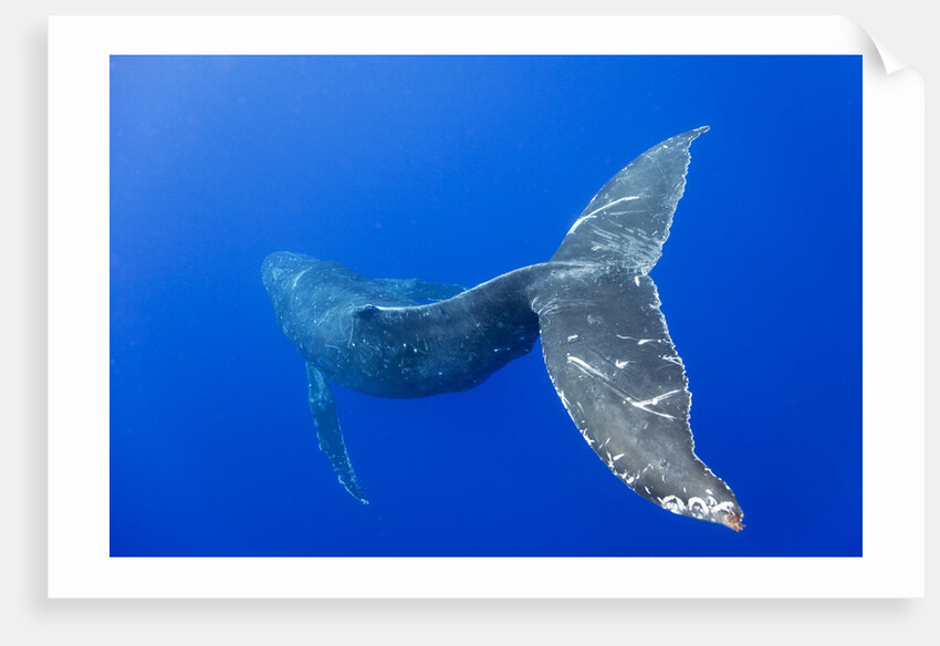 Humpback Whale Diving From Surface by Anonymous