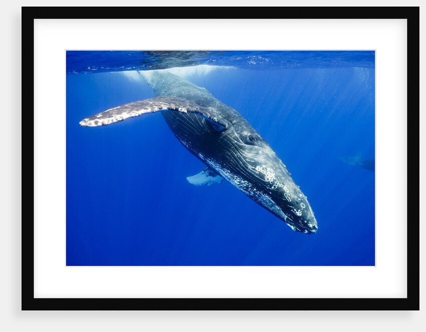 Humpback Whale Underwater by Anonymous