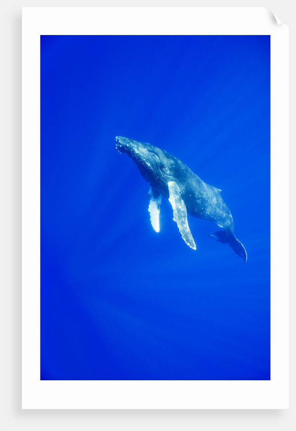 Humpback Whale Underwater by Anonymous