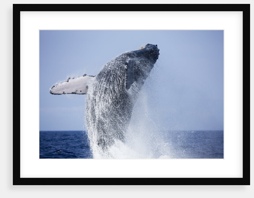 Humpback Whale Beaching Along Hawaii's Kona Coast by Anonymous