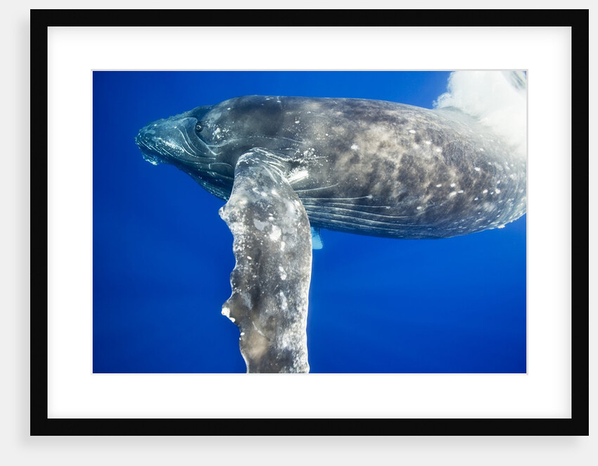 Humpback Whale Diving Near Surface by Anonymous