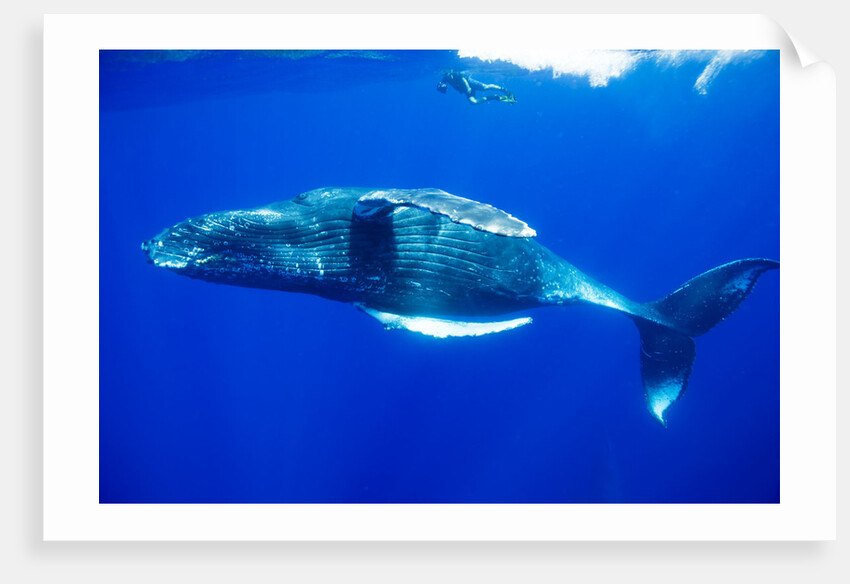 Snorkeler Swimming Above Humpback Whale by Anonymous
