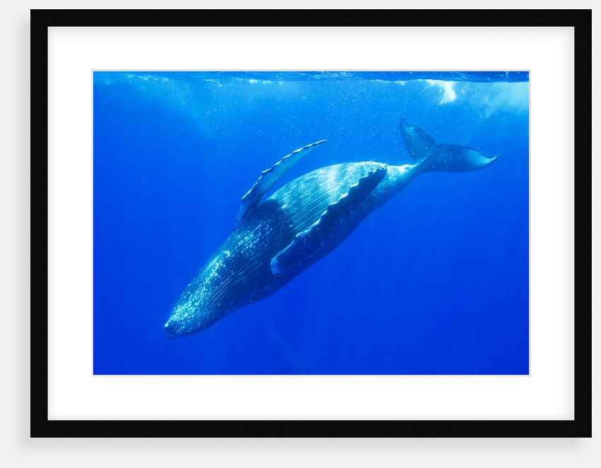 Humpback Whale Rolling Underwater by Anonymous