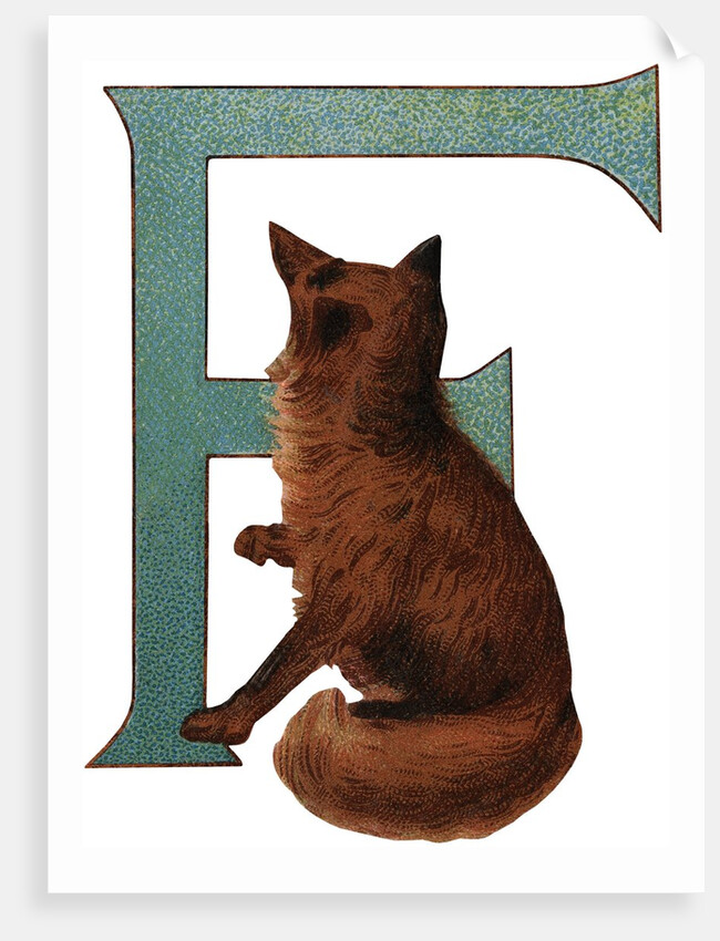 F Is For Fox Illustration by Anonymous