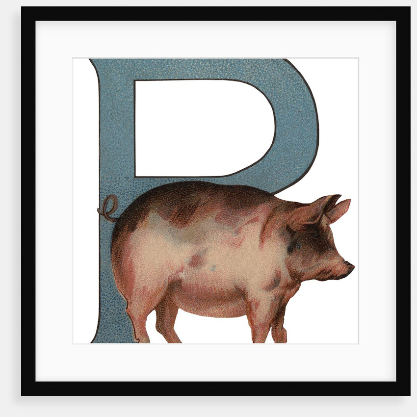 Pig Is For Pig Illustration by Anonymous