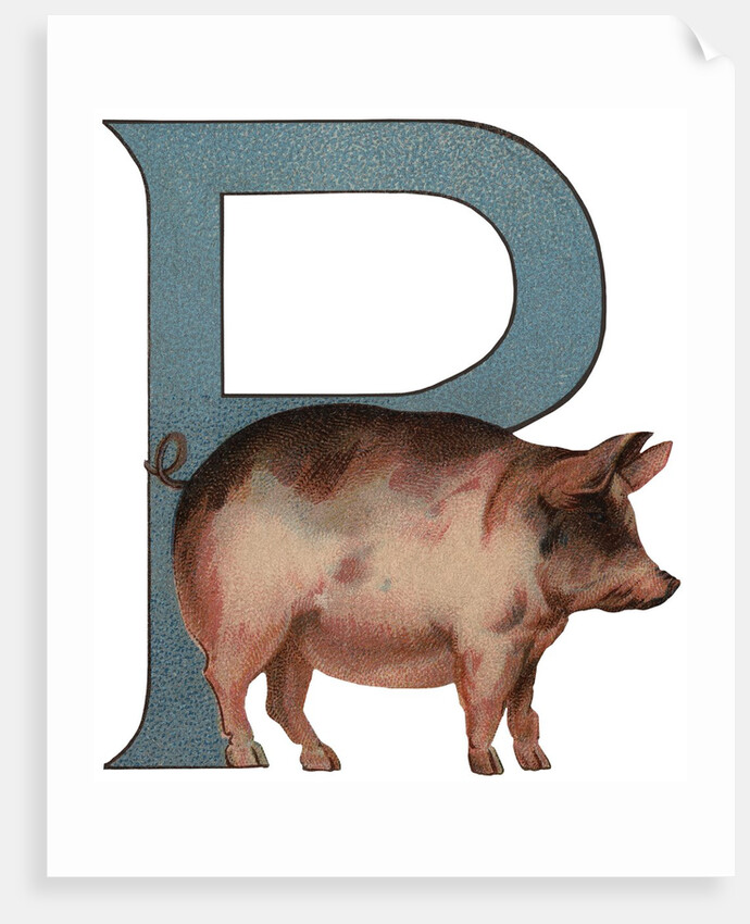 Pig Is For Pig Illustration by Anonymous