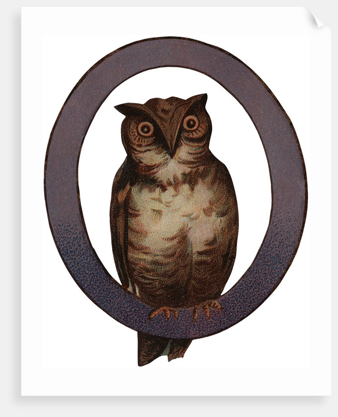 Owl Is For Owl Illustration by Anonymous