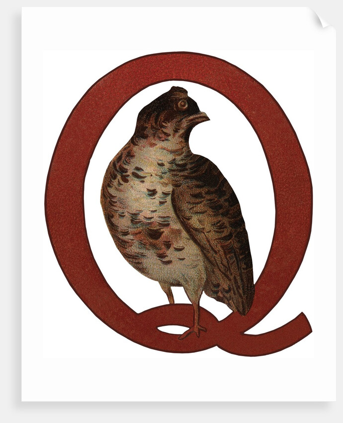 Q Is For Quail Illustration by Anonymous