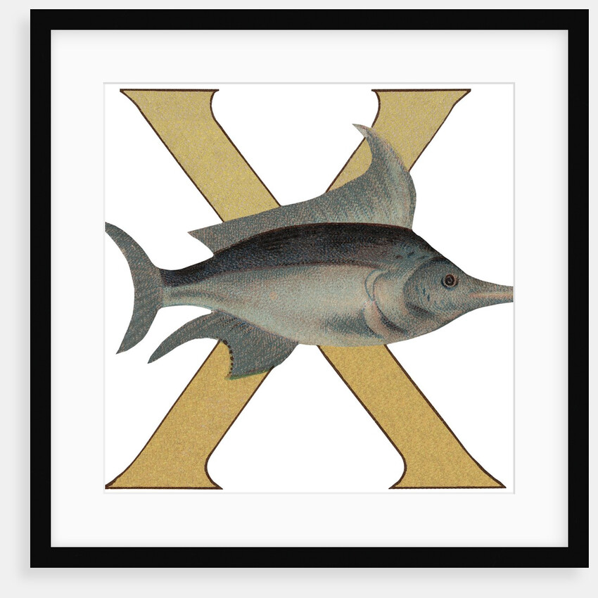 X Is For X-Ray Fish Illustration by Anonymous