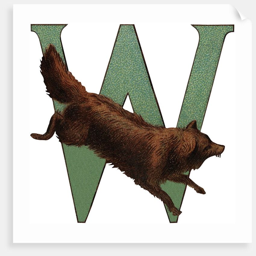 W Is For Wolverine Illustration by Anonymous