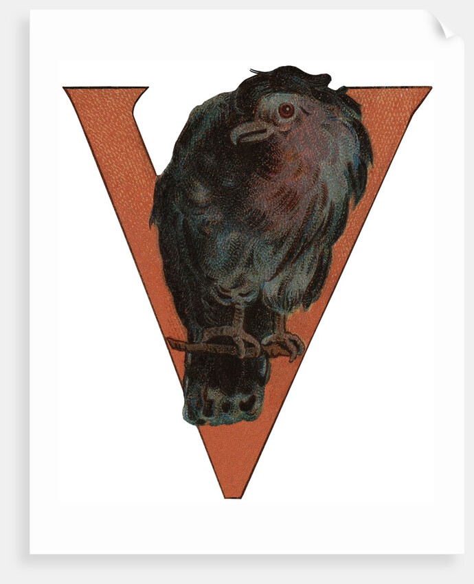 V Is For Vulture Illustration by Anonymous