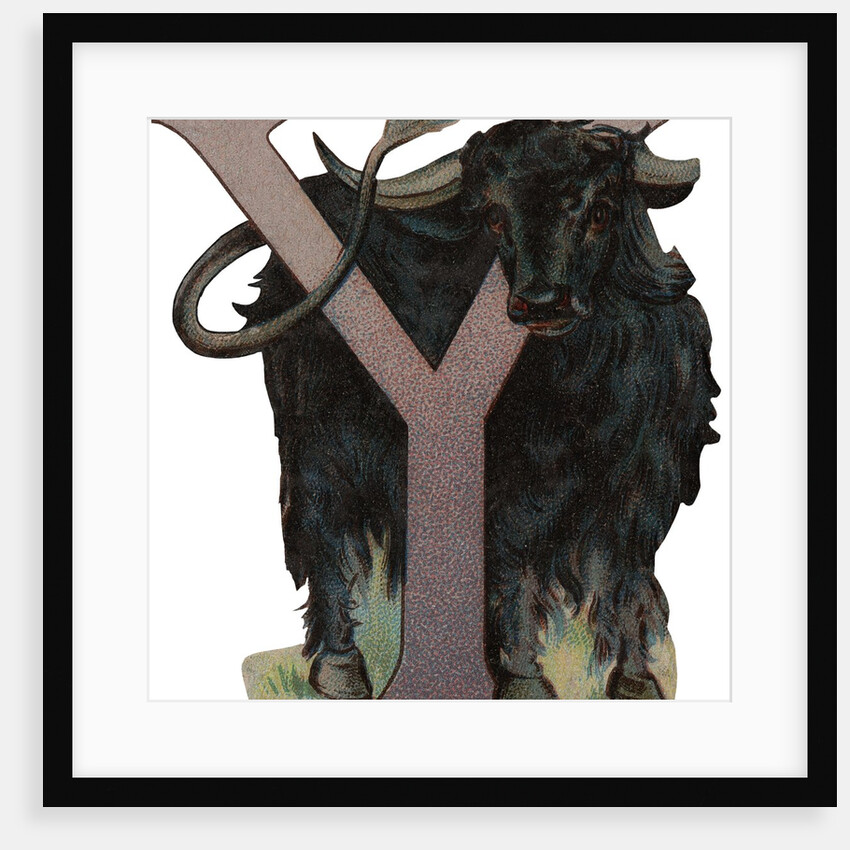 Y Is For Yak Illustration by Anonymous