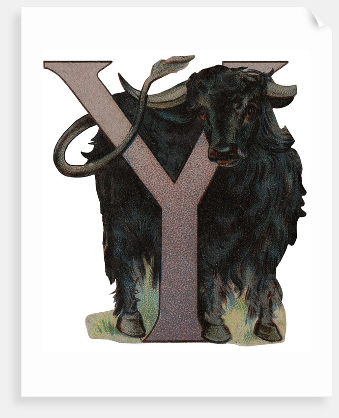 Y Is For Yak Illustration by Anonymous