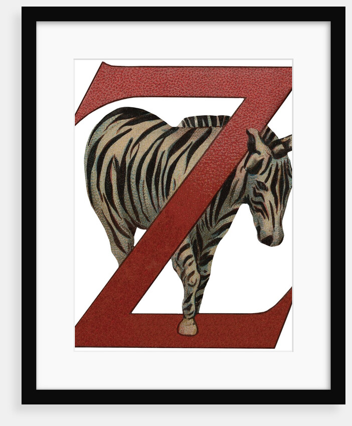 Z Is For Zebra Illustration by Anonymous