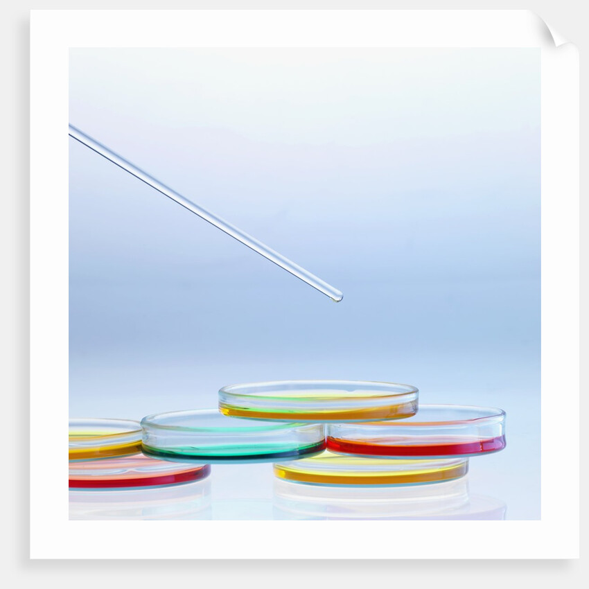 Petri Dishes by Anonymous