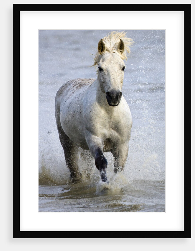 Camargue Horse Running in Water by Anonymous