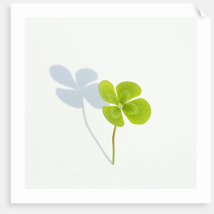 Four Leaf Clover by Anonymous