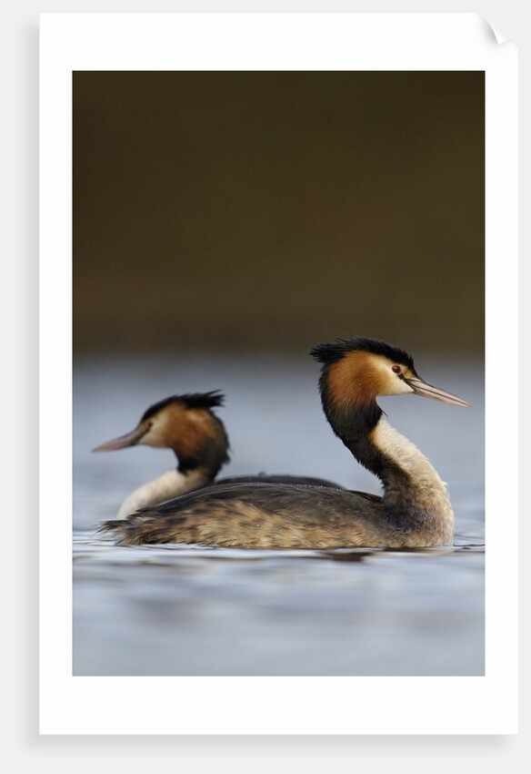 Pair of Great Crested Grebes by Anonymous