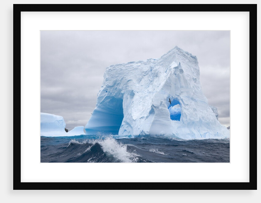 Blue Iceberg Sculpted by Waves and Southern Giant Petrel in Flight by Anonymous