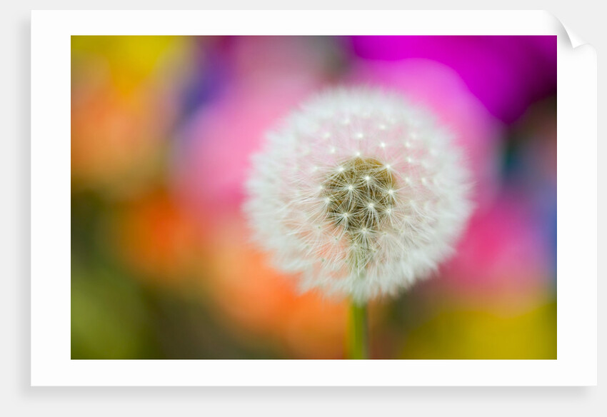 Dandelion Seed Head by Anonymous