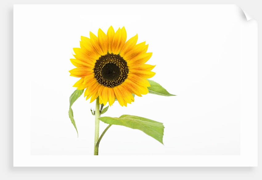 Sunflower by Anonymous