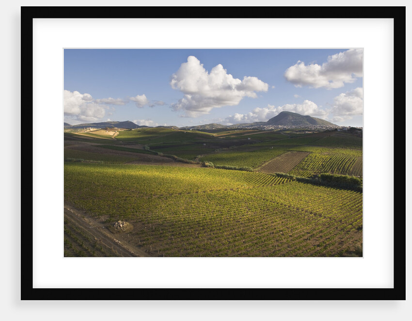 Vineyards Near Partinico on Sicily by Anonymous