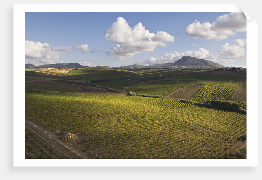 Vineyards Near Partinico on Sicily by Anonymous