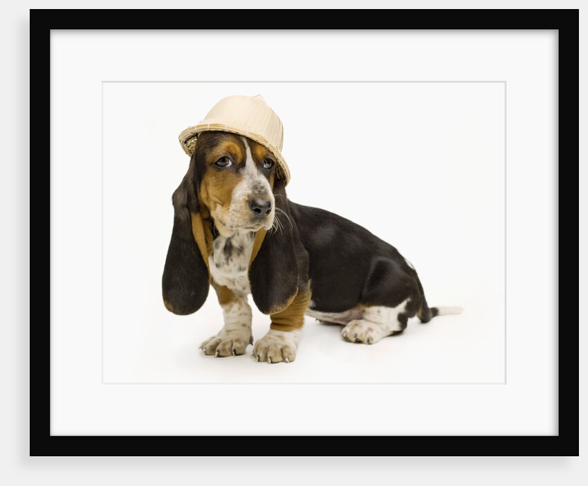 Basset Hound Puppy Wearing a Safari Hat by Corbis