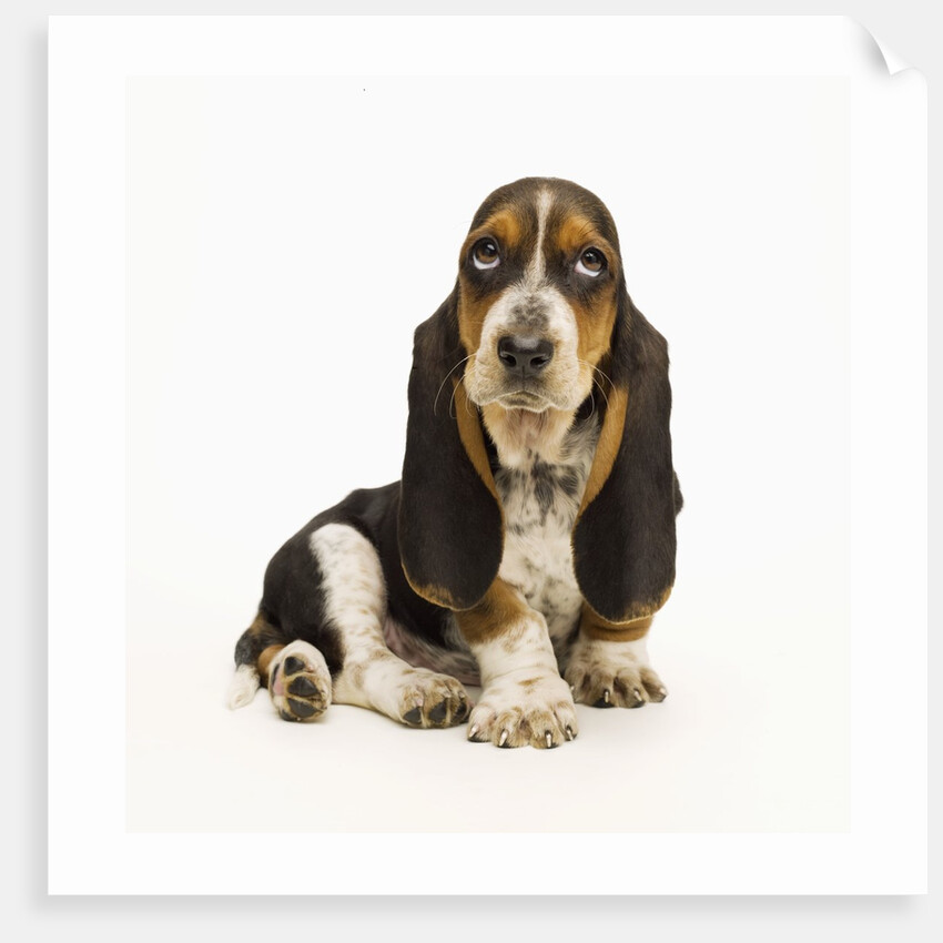 Basset Hound Puppy by Anonymous