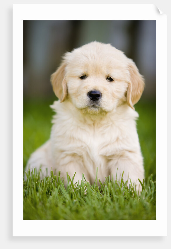 Golden Retriever Puppy by Anonymous