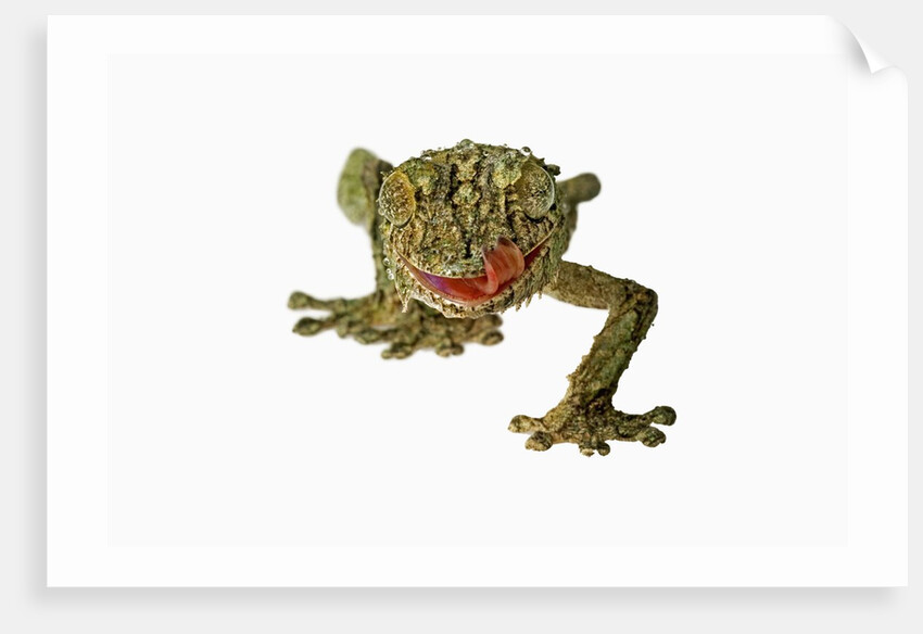 Fringed Gecko by Anonymous