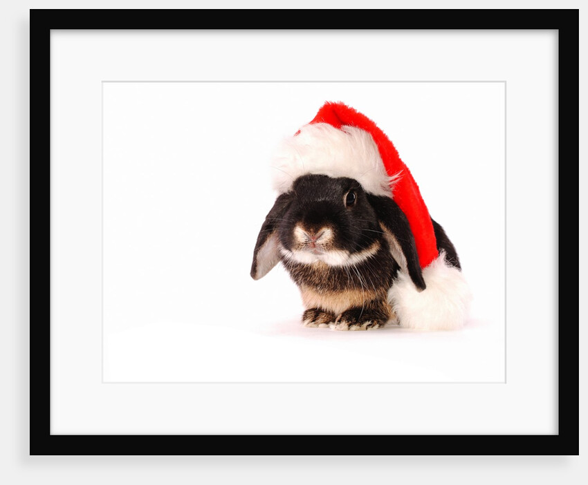 Rabbit in a Santa Hat by Anonymous