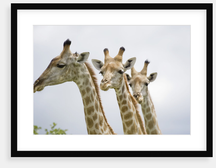 Giraffe in Savuti Marsh by Anonymous